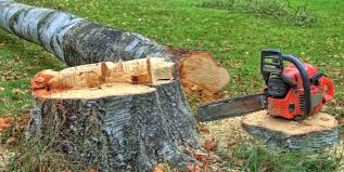 Best Tree Fertilization  in Navasota, TX