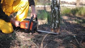 Reliable Navasota, TX Tree Services Solutions