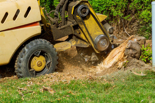 Best Fruit Tree Pruning  in Navasota, TX