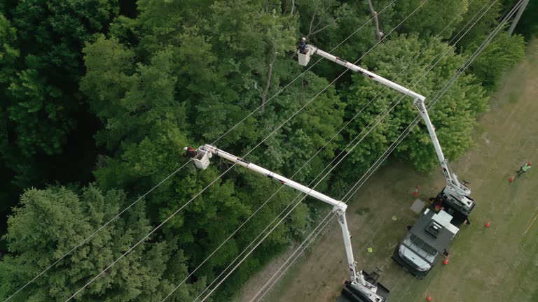 Best Hedge Trimming  in Navasota, TX