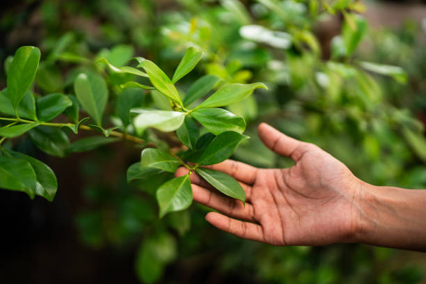 Best Tree Disease Treatment  in Navasota, TX