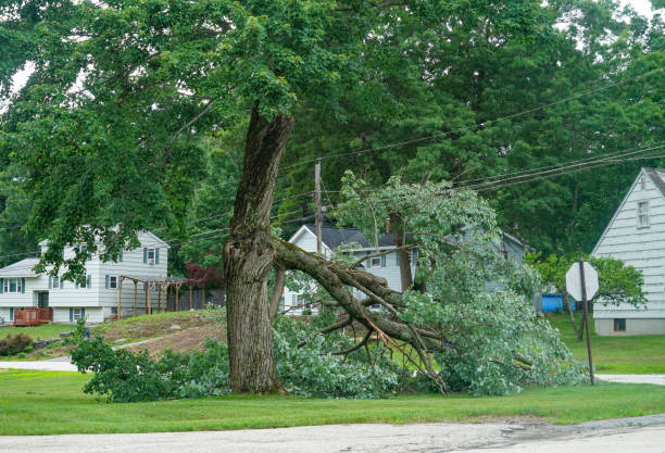 Best Hazardous Tree Removal  in Navasota, TX