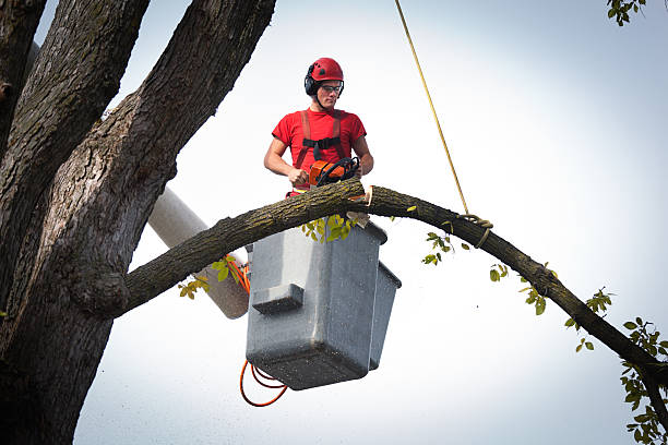 Best Firewood Processing and Delivery  in Navasota, TX