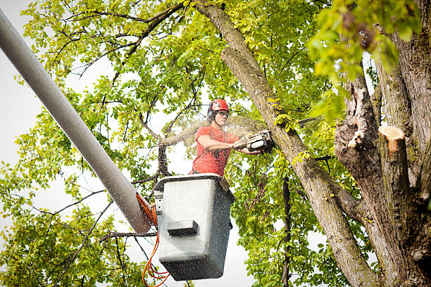 How Our Tree Care Process Works  in  Navasota, TX