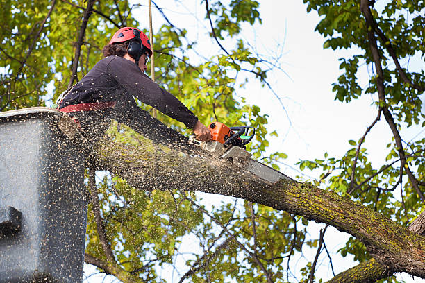 Best Lawn Maintenance Plans  in Navasota, TX